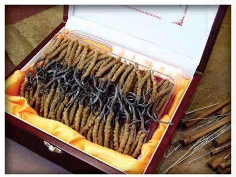 奈曼冬虫夏草回收